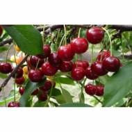 Саженец Вишня Ксения